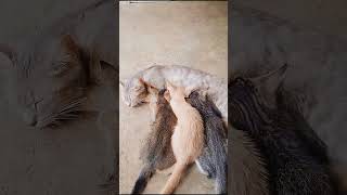 breastfeeding cat 🐱 cat kucing menyusui episode 5 [upl. by Adlanor780]