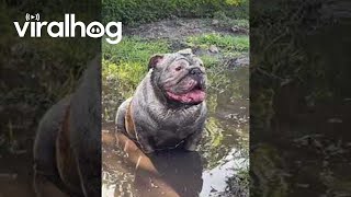 Bulldogs Play in Mud Puddles  ViralHog [upl. by Sherman596]