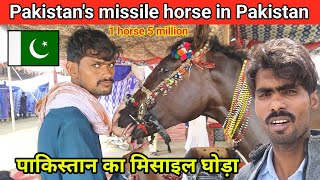 how are the horses of Pakistan  पाकिस्तान के घोड़े कैसे हैं  Kailash Manjirana vlogs [upl. by Sivrahc467]