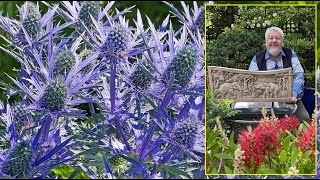 CHARDONS BLEUS VIVACES ÉPINEUSES TRÈS GRAPHIQUES ET DE CULTURE FACILE Le Quotidien du Jardin N°394 [upl. by Onailime577]