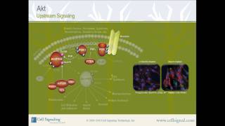 PI3K  Akt Upstream Signaling from Cell Signaling Technology Inc [upl. by Maridel106]