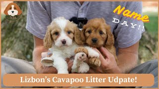 Lizbons Cavapoo Litter Update  Name Day [upl. by Ikairik]