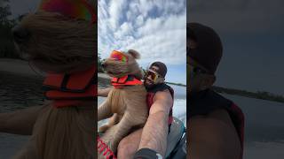 Letting my dog drive my jet ski celsiusbrandpartner celsiuslivefit goldendoodle dogdad [upl. by Zannini]