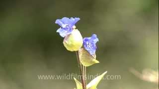 Commelina paludosa a common Landour flower [upl. by Htial]