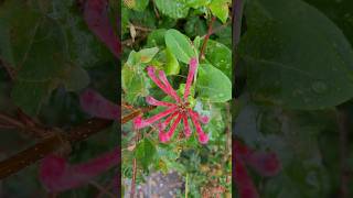 Lonicera sempervirens flowers plant [upl. by Robet]