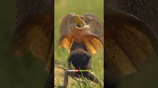 Frilled Neck Lizard shorts ytshorts science sciencefacts [upl. by Icken]