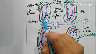 Anatomy of stele of rhizome and petiole of PterisA pteridophyte [upl. by Nnylanna]