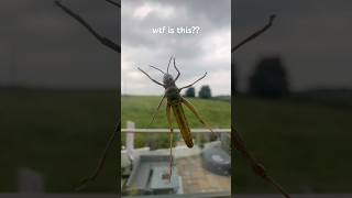 Can any ornithologist identify this mammal on my window wtf grasshopper locust bug identify [upl. by Shir298]