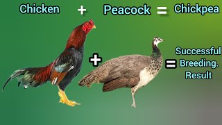 Aseel rooster and peacock cross breed result  must watch this beautiful chickpeas aseel [upl. by Ramma]