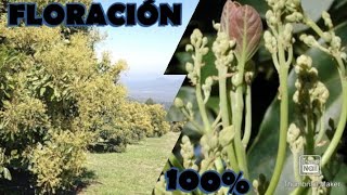 4 Elementos Clave para la Floración en el aguacate hass [upl. by Asiuol390]