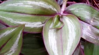 Tradescantia zebrina  Wandering Jew or Spiderwort plant [upl. by Merrile167]