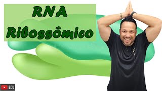 RNA Ribossômico  Tipos de RNA  Ácidos Nucleicos  Bioquímica [upl. by Anaujahs]