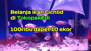 Unbungkus 10 Ekor Ikan Cichlid Aulonocara [upl. by Yuma]