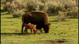 American Prairie Profiled by National Geographic [upl. by Nomyaw]