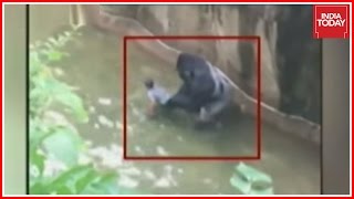 Gorilla Shot Dead to Save Kid [upl. by Llewop]