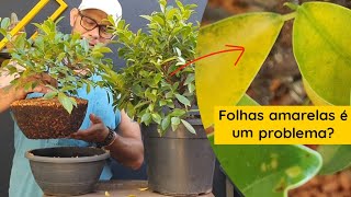 Entendendo e Tratando Folhas Amarelas em Ficus Dicas Essenciais [upl. by Akeyla]