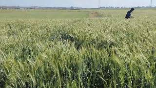 wheat 🌾 crop field near to harvest SUBSCRIBE FOR MORE VIDEOS [upl. by Anaihr]