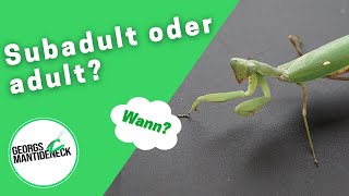 Wann wird meine Mantide subadultadult  Communityfragen [upl. by Saidel]