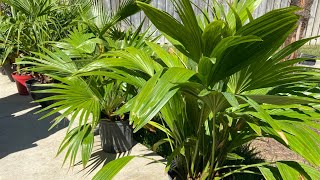 Chinese fan palm Livistona chinensis palm review [upl. by Nwaf]