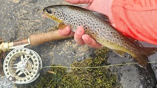 Fly Fishing For Wild Scottish Brown Trout [upl. by Semyaj]