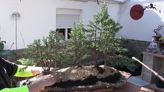 Cómo hacer un bosque bonsai  Plantado en la laja [upl. by Yug]