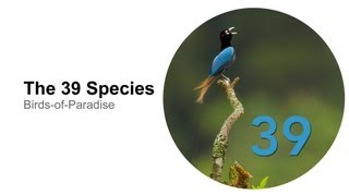 The 39 Species [upl. by Skelly85]