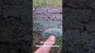 Wild Lichen Plant Identification  Medicinal Plants 🕊 herbalism foraging [upl. by Ennaitak]