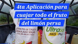 4ta Aplicación con unos de los mejores foliares para el cuajado del limón persa [upl. by Ribble153]