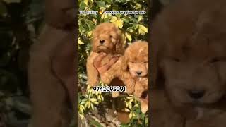 Top notch 💥 cockapoo puppies for sale in Bangalore qualitypets dogbreed dog pets puppy cute [upl. by Drewett]