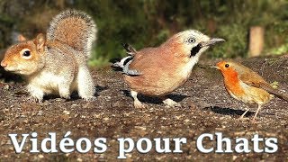 Vidéos Pour Les Chats  Petits Oiseaux Partout [upl. by Eidak]