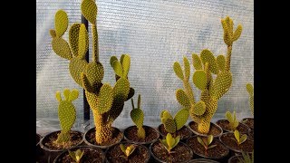 How to grow cactus opuntia microdasys [upl. by Justis740]