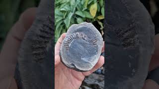 A complete Dactylioceras ammonite fossil in a limestone nodule awaiting preparation to reveal it [upl. by Edgard205]