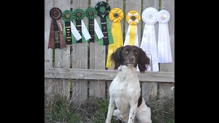 20 Month old Field Bred English Springer Spaniel Hunting Upland Pheasant course [upl. by Kleiman]