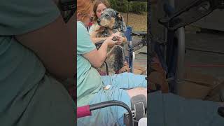 Video Clip  3  Hoss  Full  Blooded Blue Heeler  pouting after a groom [upl. by Anehsak]