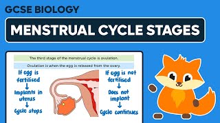 Stages of the Menstrual Cycle  GCSE Biology [upl. by Nannerb]