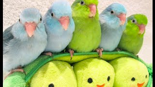 5 peas in a pod  Parrotlets 5 weeks old [upl. by Ahsitak]