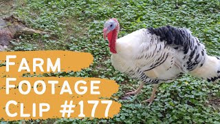 Farm Footage  Clip 177  Summer FreeRanging [upl. by Nahtahoj515]