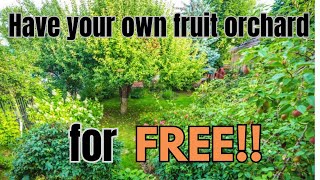 Have your own fruit orchard for FREE [upl. by Marys]