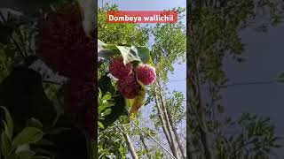 Dombeya wallichii plants FloweringPlants FloralShorts GardenShorts FlowerPower BloomingBeauty [upl. by Domeniga77]