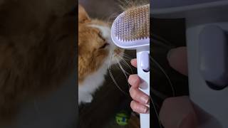 Why slicker brush maybe the best shedding tool for cats aumuca catspa catshorts catproduct [upl. by Latnahs]