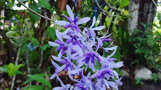 Planta petrea volubilis [upl. by Neville697]