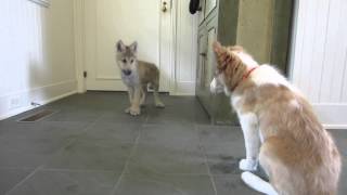 Baby Wolf Meets Border Collie Pup The Telltale Tail [upl. by Reve]