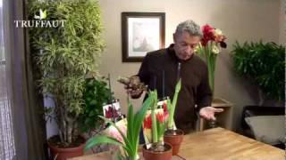 Comment faire fleurir un bulbe damaryllis   Truffaut [upl. by Hum807]