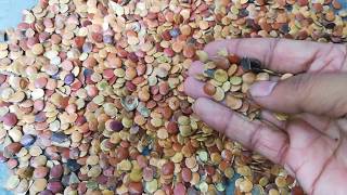 A glimpse of GLIRICIDIA seeds The Green Manure plant seeds [upl. by Leamhsi]