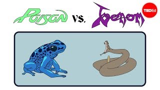 Poison vs venom Whats the difference  Rose Eveleth [upl. by Wira]