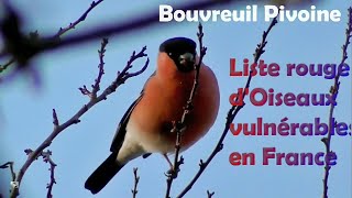 OISEAUX VULNERABLES en FRANCE  2 2 [upl. by Schach35]