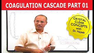 Coagulation Cascade  Part 112 [upl. by Khoury]