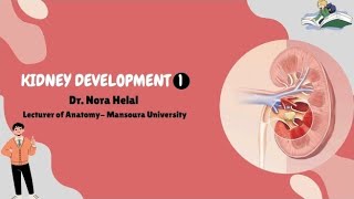 Development of the kidney part 1introduction [upl. by Mycah105]