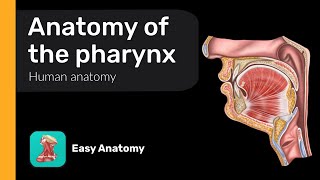 Anatomy of the pharynx  Waldeyers tonsillar ring  Anatomy amp Function [upl. by Einuj]