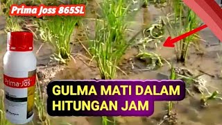 💥HERBISIDA UNTUK MATIKAN GULMA CEPAT KERINGAMAN BAGI TANAMAN PADI [upl. by Staci]